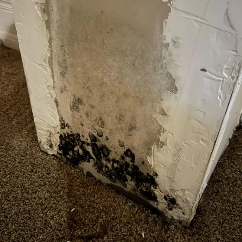 Professional Mold Removal in Osborne, KS